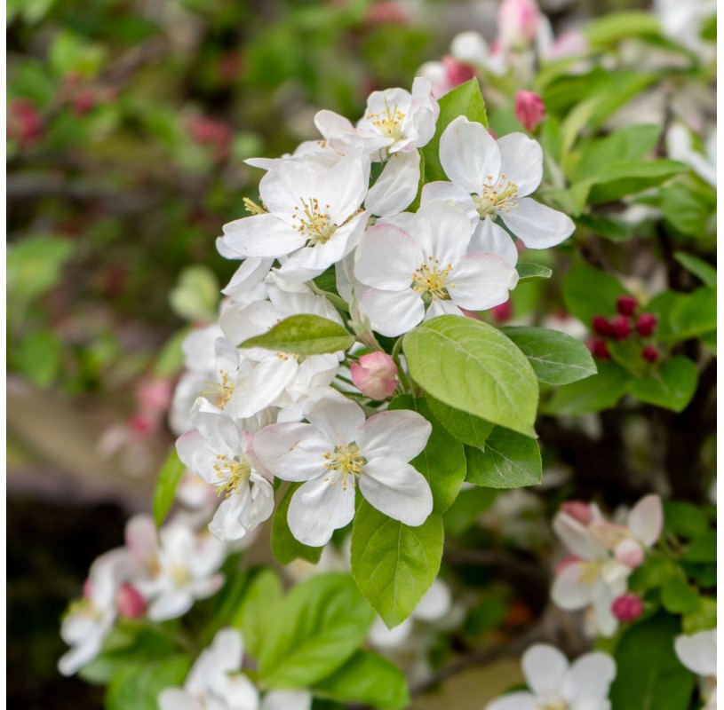 Malus Sp Zp B Prebonsai Years Mistral Bonsai