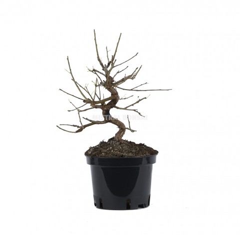 Prunus Mahaleb Zp B Prebonsa Ans Cerisier Mistral Bonsai