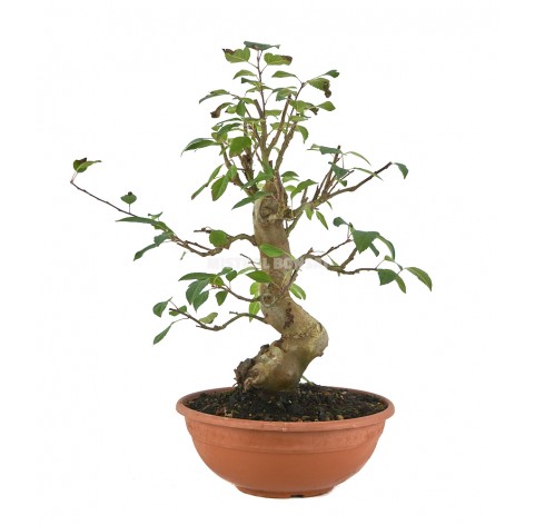 Malus Sp Bonsa Ans Pommier Ext Rieur Mistral Bonsai