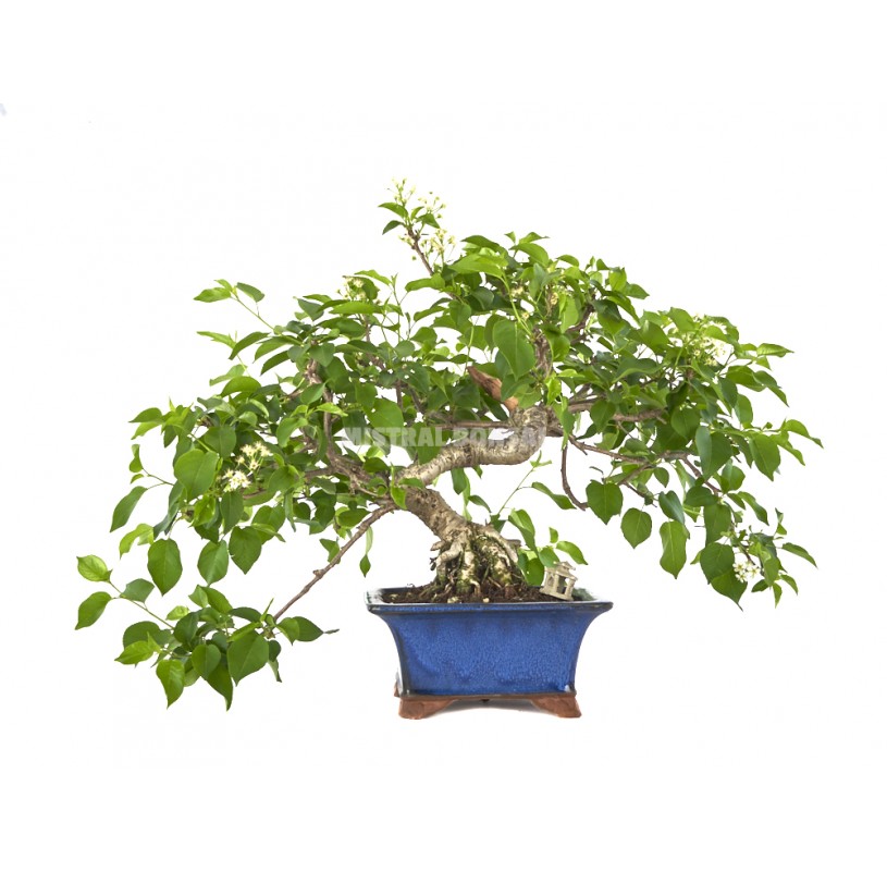 Exclusive Bonsai Prunus Mahaleb 24 Years Mahaleb Cherry Or St Lucie