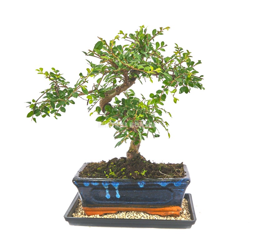 Plateau Plastique X Cm Arrosage Bonsa Mistral Bonsai