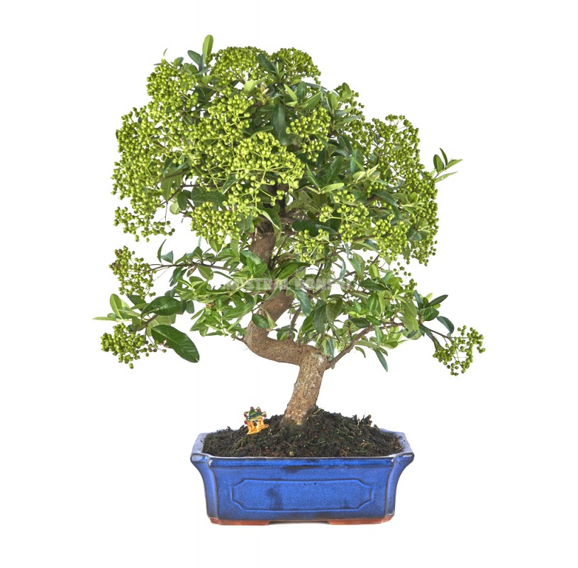 Exclusive Bonsai Pyracantha Years Firethorn Mistral Bonsai