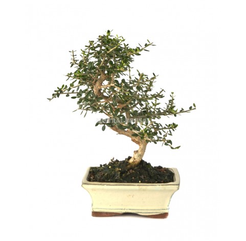 Olea Europaea Sylvestris Bonsai 7 Years Olive Tree Mistral Bonsai