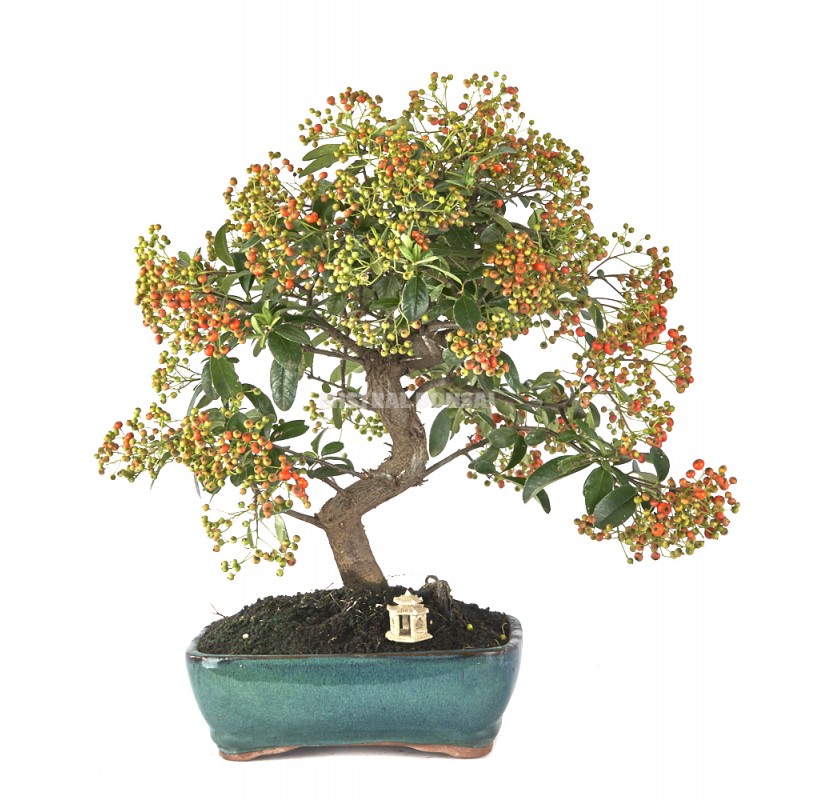 Exclusive Bonsai Pyracantha 14 Years Firethorn Mistral Bonsai