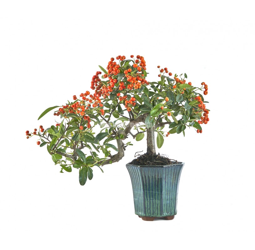 Pyracantha Sp Bonsai 10 Years Firethorn Kengai Mistral Bonsai