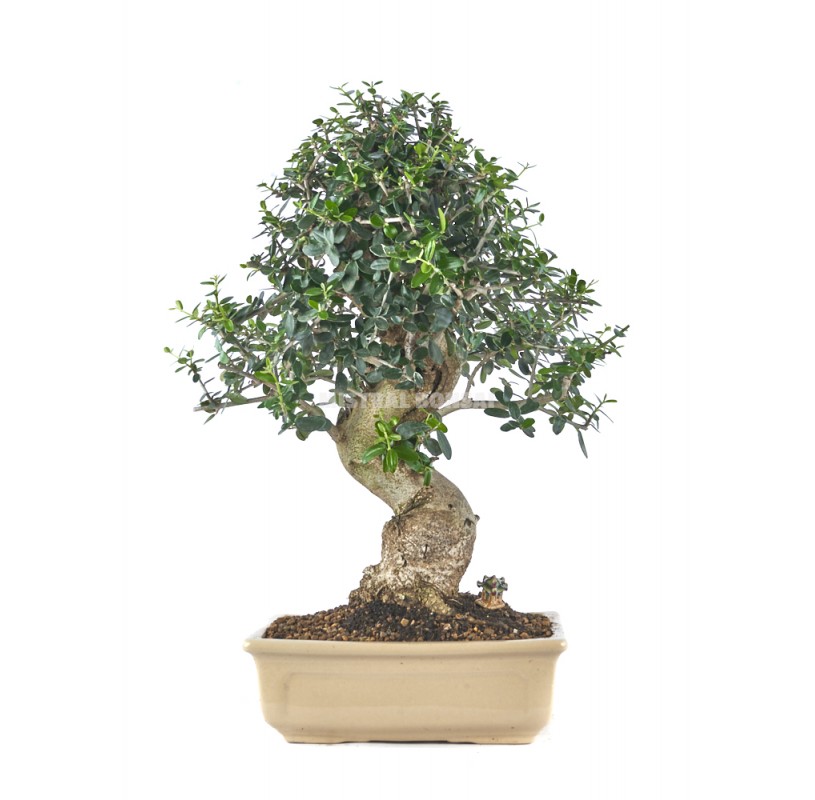 Exclusive Bonsai Olea E Sylvestris Years Wild Olive Tree Mistral