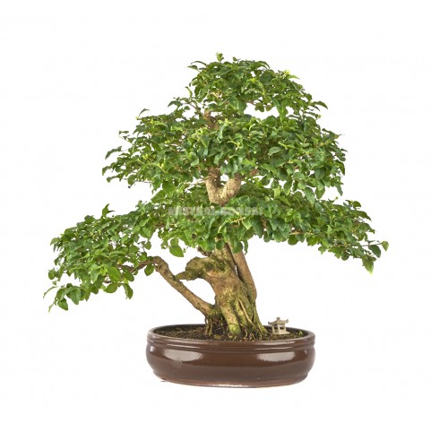 Bonsái exclusivo Ligustrum ovalifolium 21 años Ligustro Mistral Bonsai