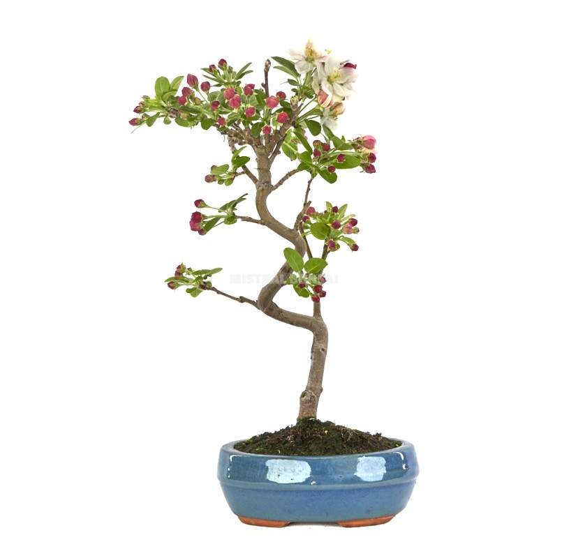 Malus sp Bonsaï 7 ans Pommier Extérieur Mistral Bonsai