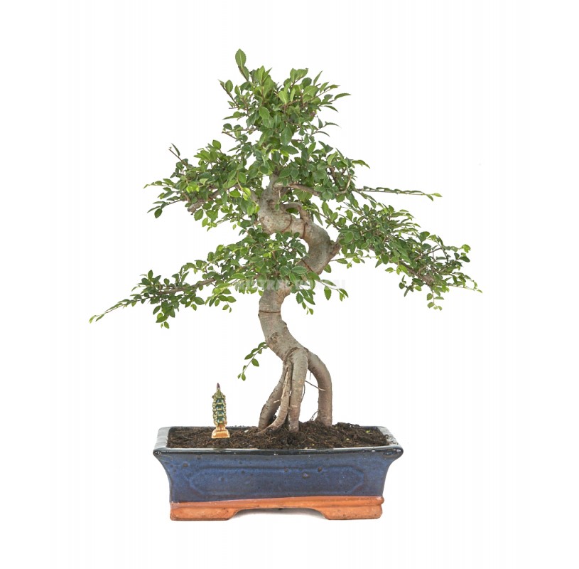 Bonsái exclusivo Zelkova parvifolia 18 años Olmo japonés Mistral Bonsai