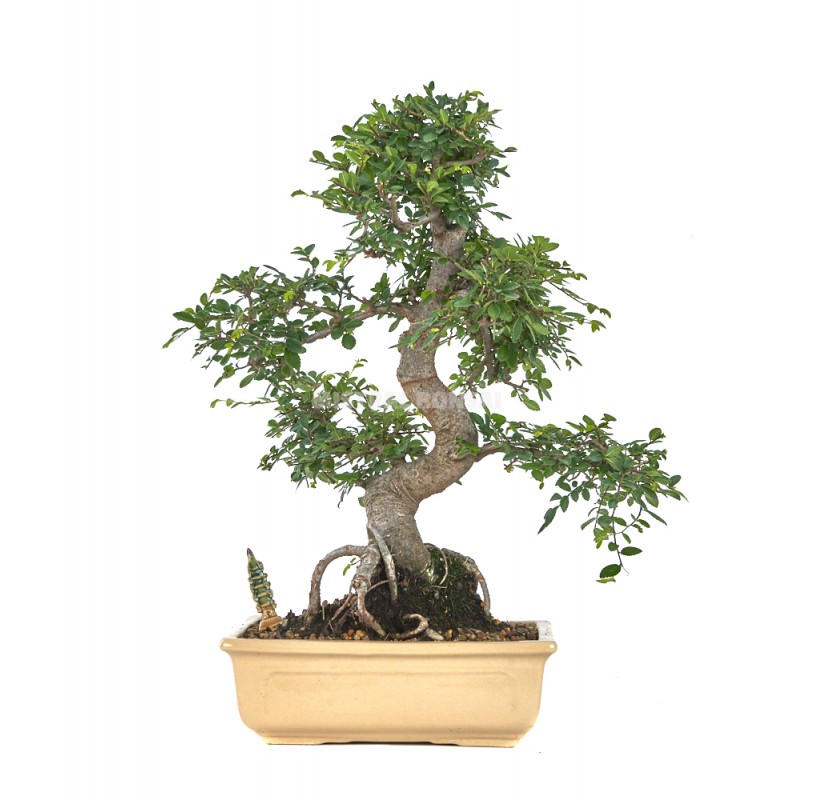 Bons I Exclusivo Zelkova Parvifolia A Os Olmo Japon S Mistral Bonsai