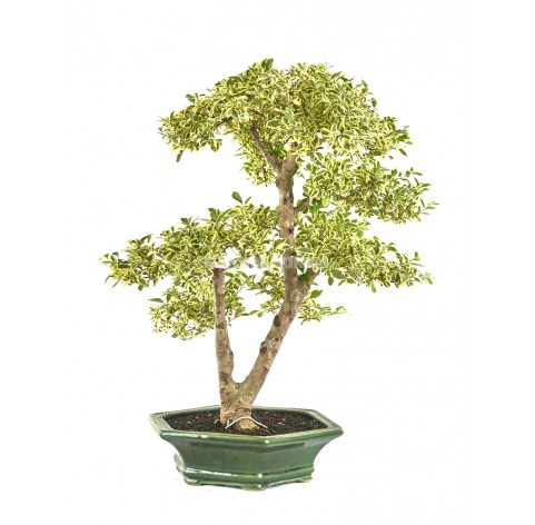 Bonsái exclusivo Ligustrum ovalifolium variegata 21 años Alheña o ligustro