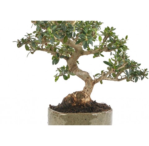 Exclusive Bonsai Olea Europaea Sylvestris 16 Years Wild Olive Tree