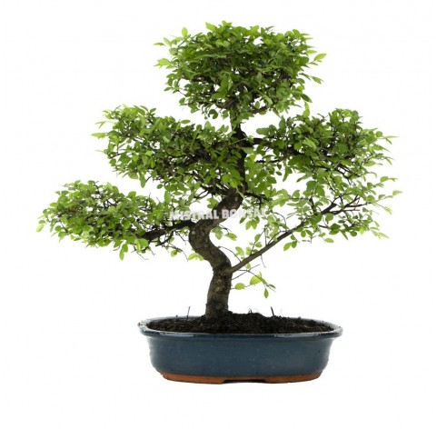 Zelkova parvifolia Bonsái 18 años Olmo japonés Mistral Bonsai