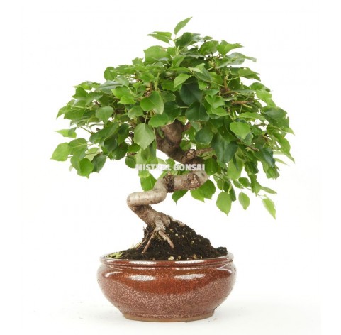 Prunus Mahaleb ZP B2 Bonsai 23 Years Mahaleb Mistral Bonsai