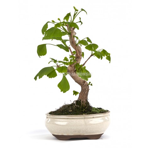 Ginkgo Biloba Bonsa Ans Arbre Aux Cus Mistral Bonsai