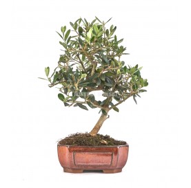 Olea europaea. Bonsai 8 years. Olive tree