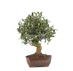 Olea europaea. Bonsai 12 Jahre. Olivenbaum