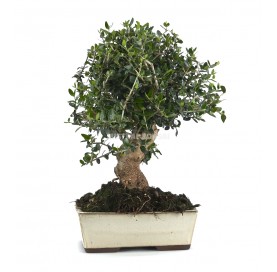 Olea europaea sylvestris. Bonsai 13 years. Wild olive tree 