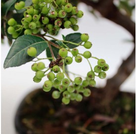 Pyracantha coccinea. Pre-bonsai 15 years. Firethorn.