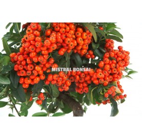 Pyracantha coccinea. Pre-bonsai 15 years. Firethorn.