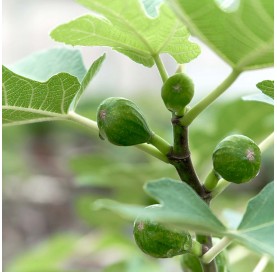 Ficus carica. Bonsai 9 years. Fig tree.