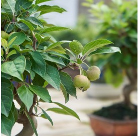 Malus. Bonsai 7 years. Apple tree