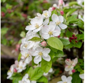 Malus. Prebonsai 20 Jahre. Zierapfel