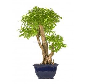 Exclusive bonsai Durantha...