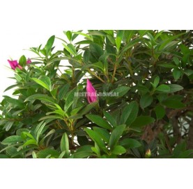 Bonsái exclusivo Rhododendron 29 años. Azalea. Bosque. Indonesia | Mistral  Bonsai