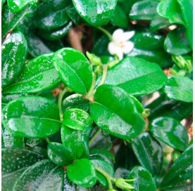 Carmona microphylla. Bonsai 7 Jahre. Fukientee.