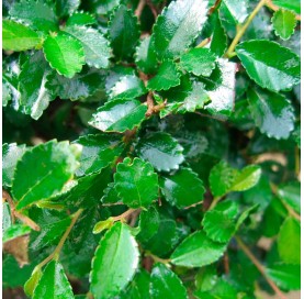 Zelkova parvifolia. Bonsai 5 Jahre. Japanische Ulme