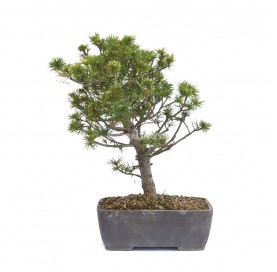 Pinus pentaphylla. Bonsai 20 years. Five-needle pine.