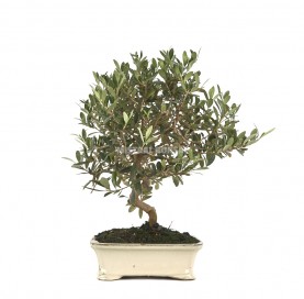 Olea europaea. Bonsai 10 Jahre. Olivenbaum.