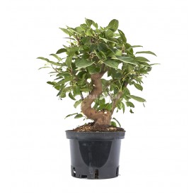 Malus sp. Pre-bonsai 12 years. Crabapple or Appletree.