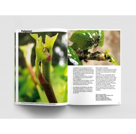 Nº 74 - BONSÁI PASIÓN - Plagas y enfermedades de los bonsáis