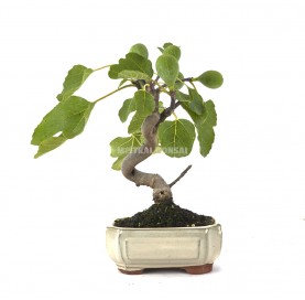 Ficus carica. Bonsai 9 Jahre. Feigenbaum.