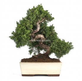 Juniperus chinensis. Bonsai 23 years. Chinese juniper or Needle juniper.