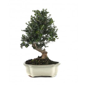Olea europaea sylvestris. Bonsai 10 years. Olive tree.