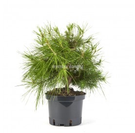 Pinus halepensis. Prebonsaï 8 Ans. Pin d'Alep ou Pin blanc.