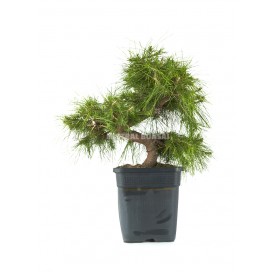 Pinus halepensis. Prebonsái 17 años. Pino carrasco.