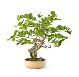 Exclusive bonsai Premna sp. Bonsai 24 years