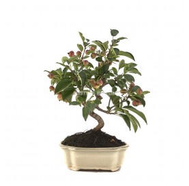 Malus sp. . Bonsai 10 years. Crabapple or Appletree.