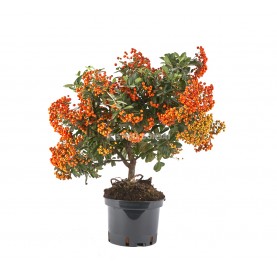 Pyracantha sp. Pre-bonsai...