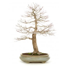 Bonsái Ejemplar Acer palmatum yammamomiji de 59 años.