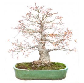 Bonsai Exemplar Acer palmatum 43 Jahre alt. Ahorn.