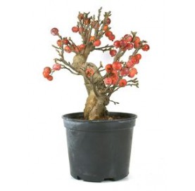 Malus sp. Pre-bonsai 14 years. Crabapple or Appletree.