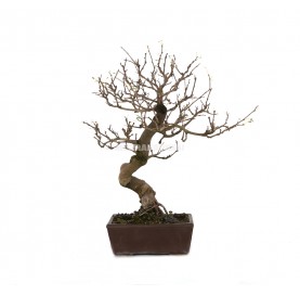 Exclusive bonsai Morus sp. 20 years. Mulberry tree