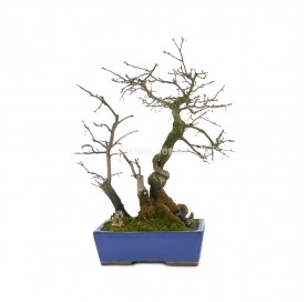 Exclusive bonsai Diospyros rhombifolia Bonsai 26 years
