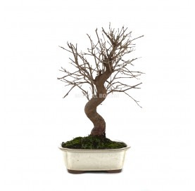 Morus. Bonsai 15 Jahre. Maulbeerbaum