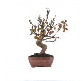 Malus sp. Bonsai 12 years. Crabapple or Appletree